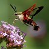 1st, Intermediate, Louis Paley, Hummingbird Moth